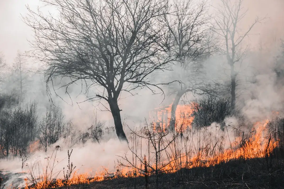 Zdjęcie Co oznacza pożar w senniku? Odkryj jego ukryte znaczenie