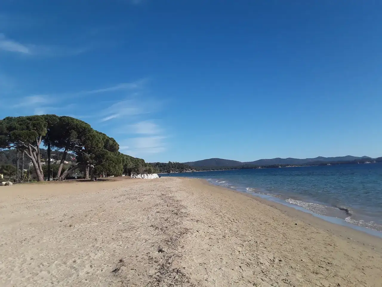 Vue panoramique de la plage de l'Argentière, avec ses pins majestueux bordant le sable doré et la mer d'un bleu profond sous un ciel clair.