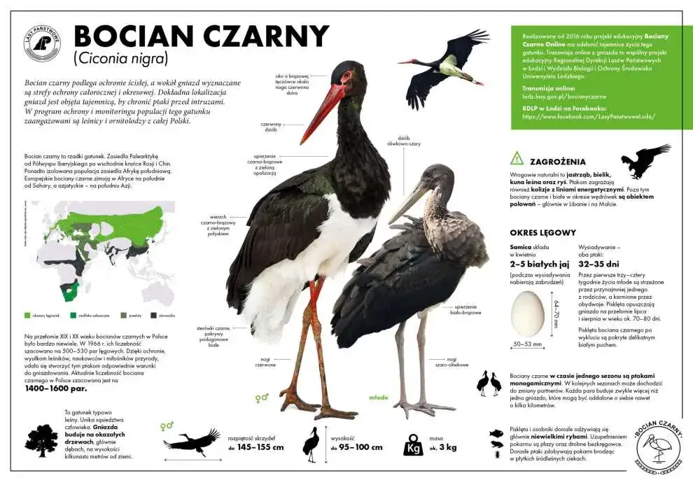 bocian zagrożony liniami energetycznymi