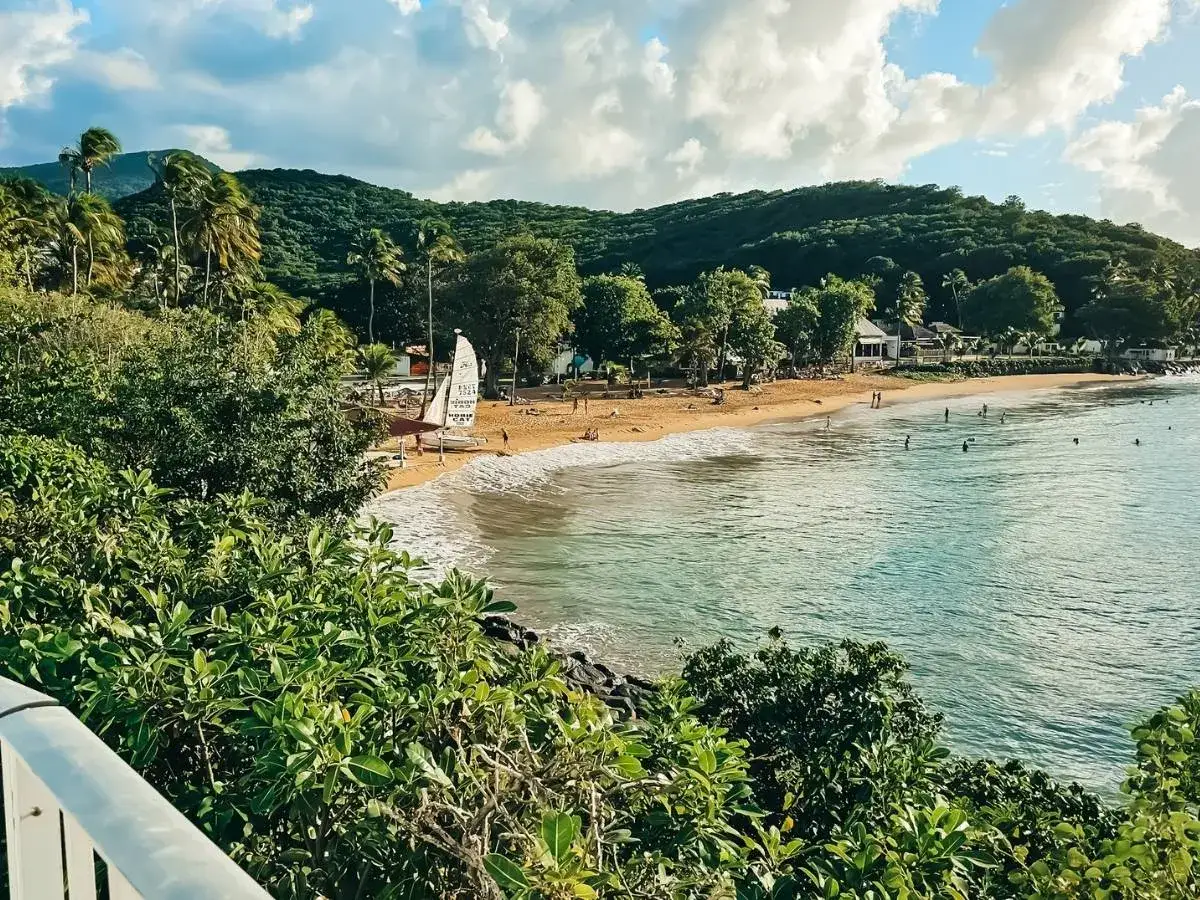 Piękna plaża na Gwadelupie, z palmami i turkusową wodą. Idealne miejsce na wakacje, gdzie ceny są przystępne.