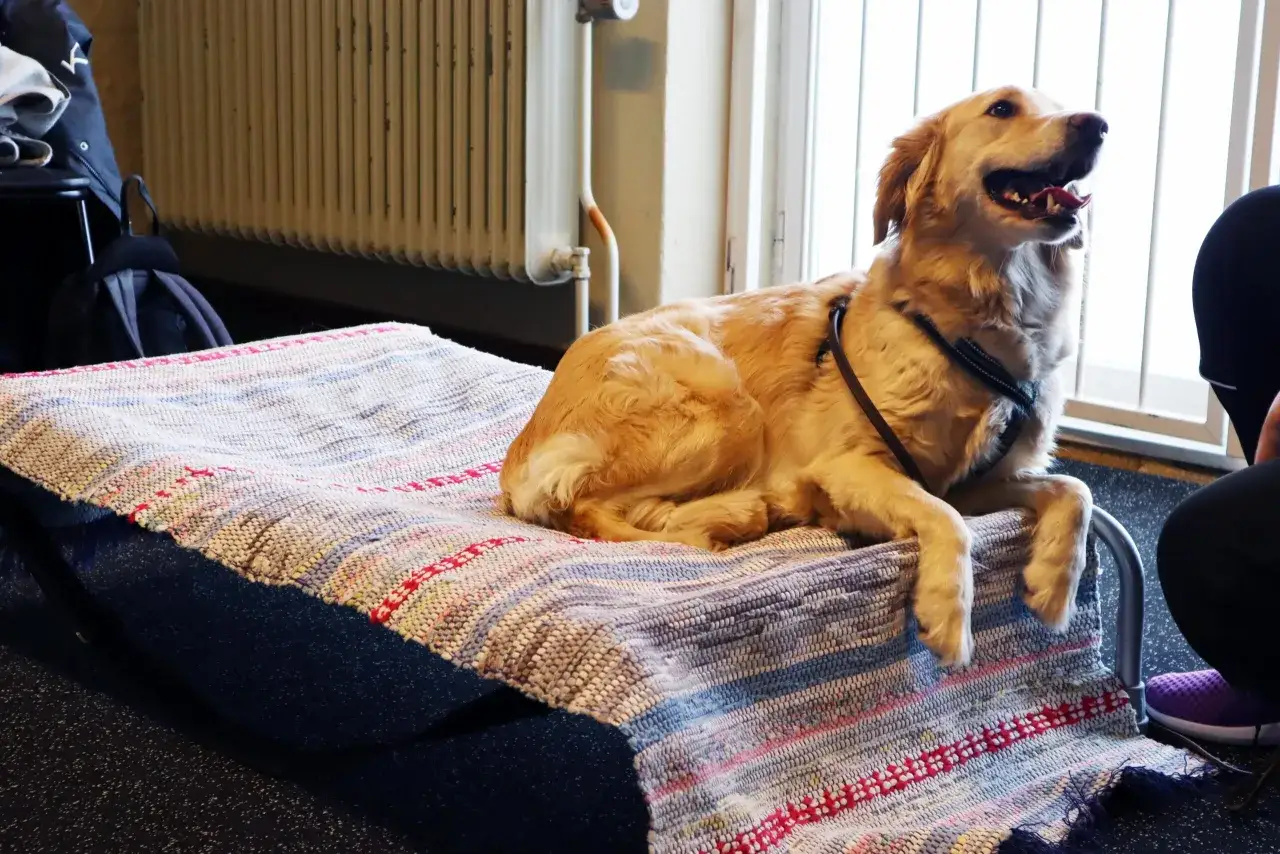 En golden retriever ligger på en matta, väntar tålmodigt. Denna hund ensam hemma 8 timmar verkar inte uttråkad.