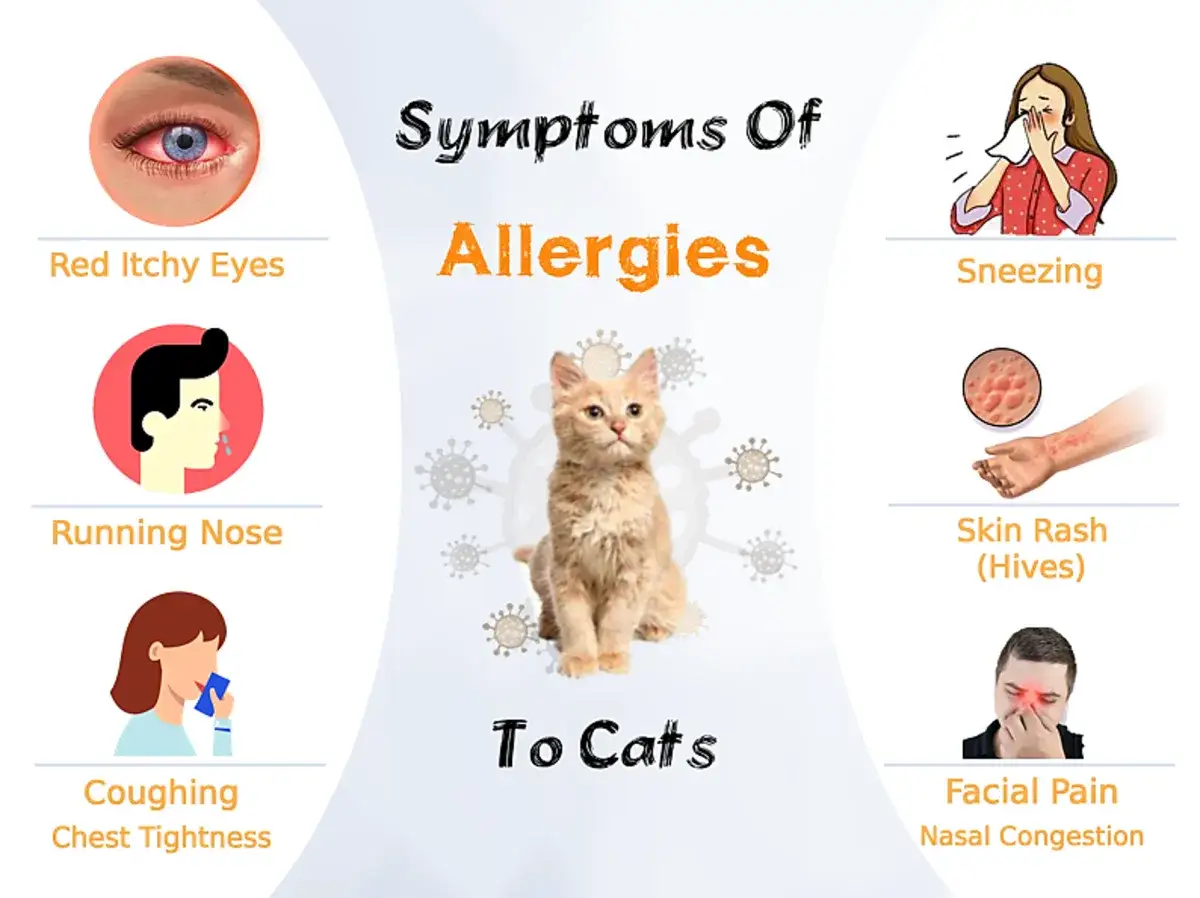 Katzenallergie Symptome: rote, juckende Augen, laufende Nase, Niesen, Hautausschlag, Husten, Engegef&uuml;hl in der Brust, Gesichtsschmerzen, verstopfte Nase.