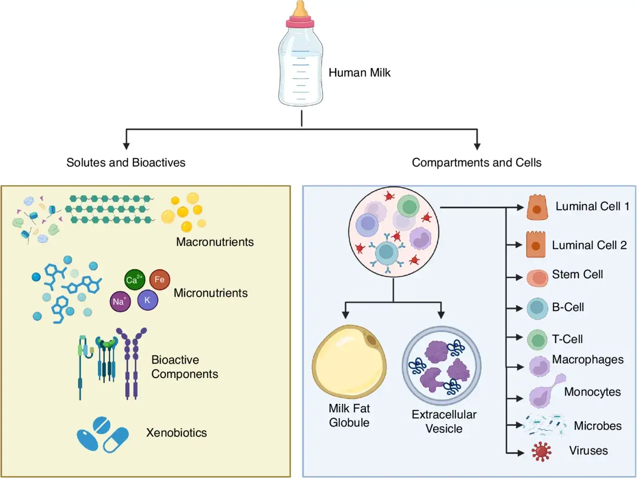Schema zeigt Bestandteile von Muttermilch: Makro-/Mikron&auml;hrstoffe, bioaktive Komponenten, Xenobiotika, Zellen und Vesikel. Colostrum deutsch ist reich an diesen Stoffen.
