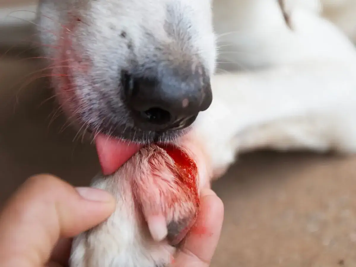 Un perro se lame una pata herida y sangrante. &iquest;Por qu&eacute; mi perro se muerde la cola y las patas?