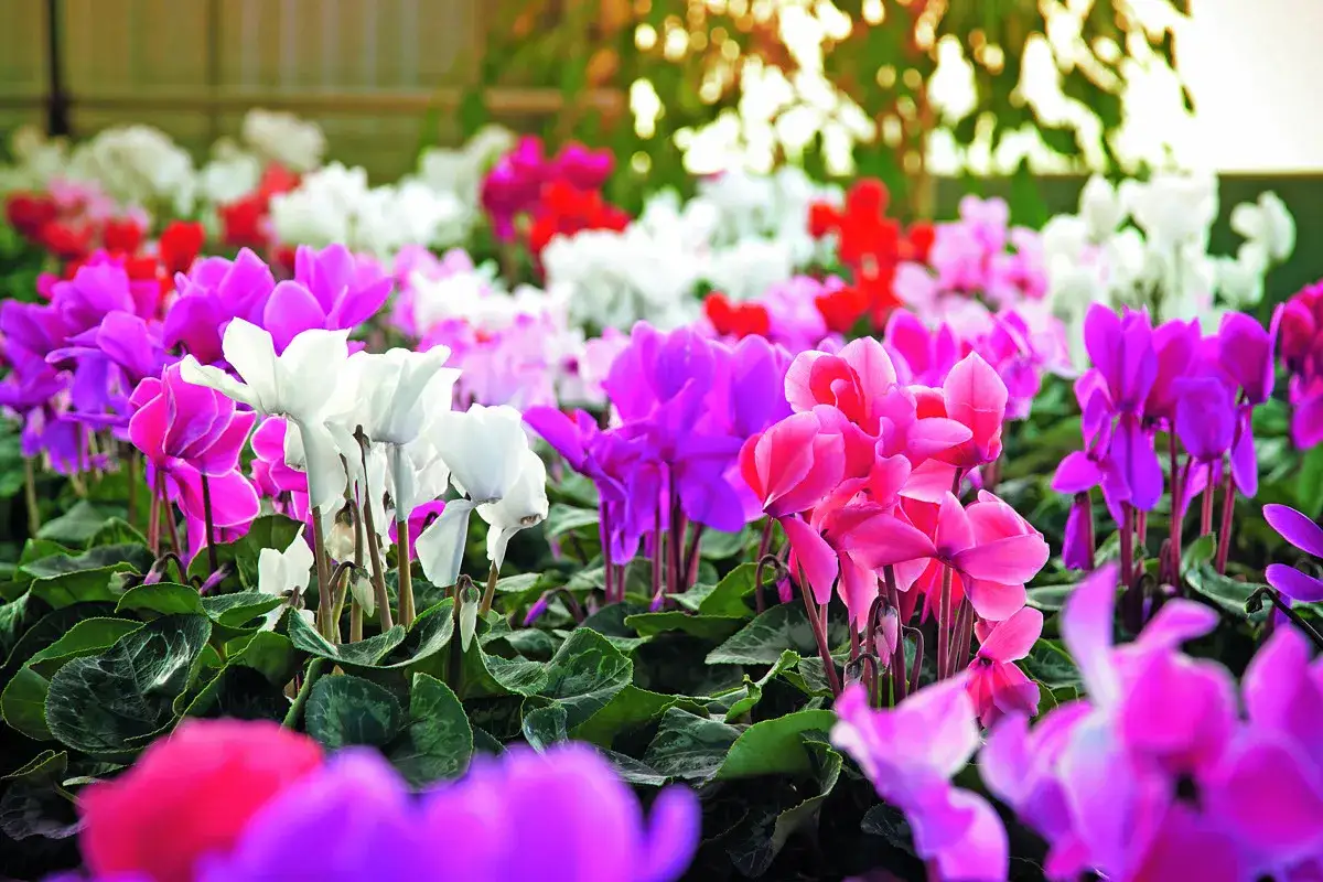 Un tripudio di ciclamini rosa, fucsia, viola e bianchi, in casa o fuori, illumina il giardino con i loro colori vivaci.