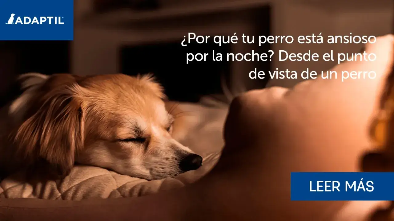 Un perro duerme plácidamente, pero ¿por qué mi perro no para de dar vueltas por la noche? Descubre las razones.