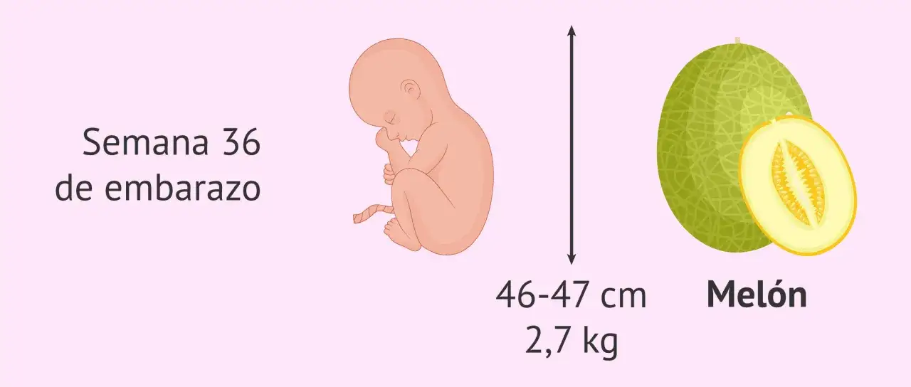 Bebé en semana 36 de embarazo, con tamaño y peso de un melón. Mide 46-47 cm y pesa 2,7 kg.