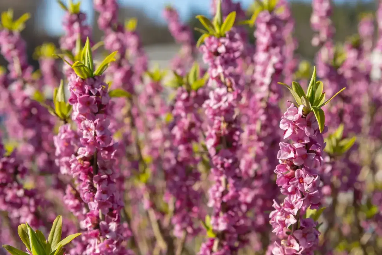 Kwitnące pędy wawrzynka wilczełyko (Daphne mezereum) w kolorze różowym, z zielonymi liśćmi.