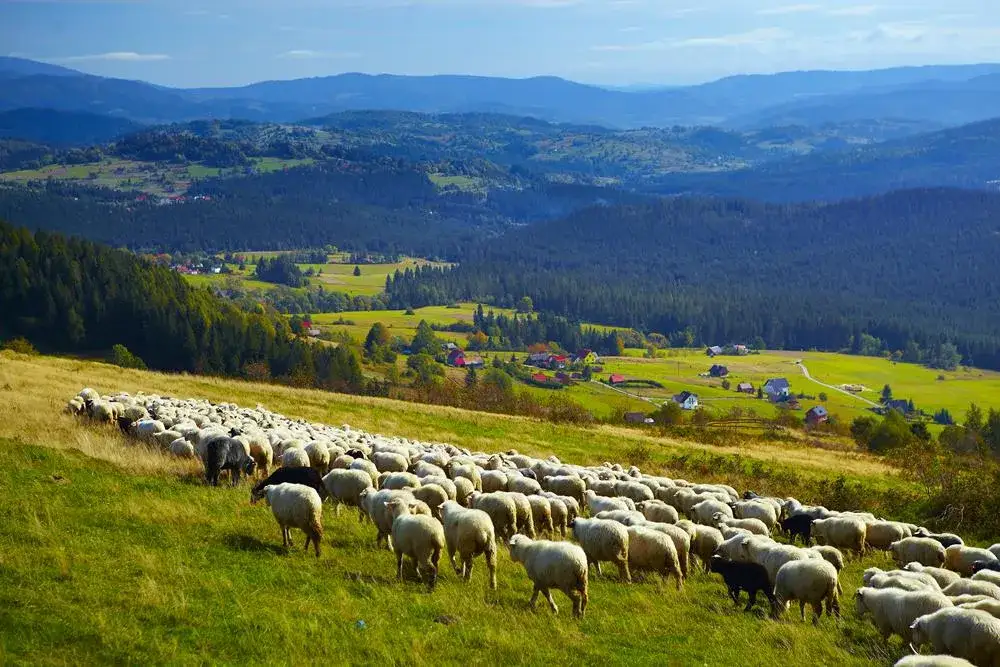 Istebna panorama gór Beskid Śląski
