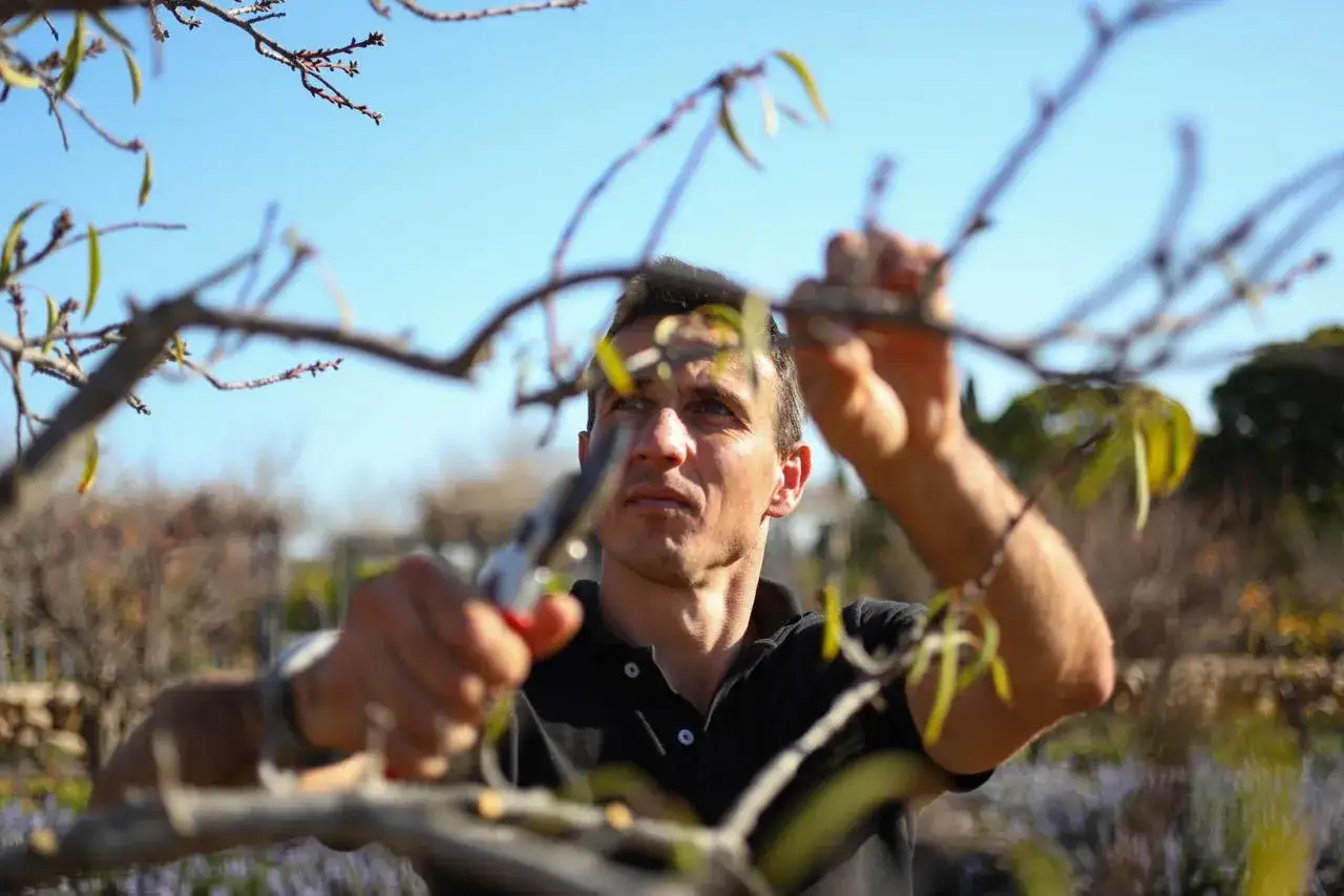 Un homme taille un arbre fruitier avec soin, le ciel bleu en arrière-plan.