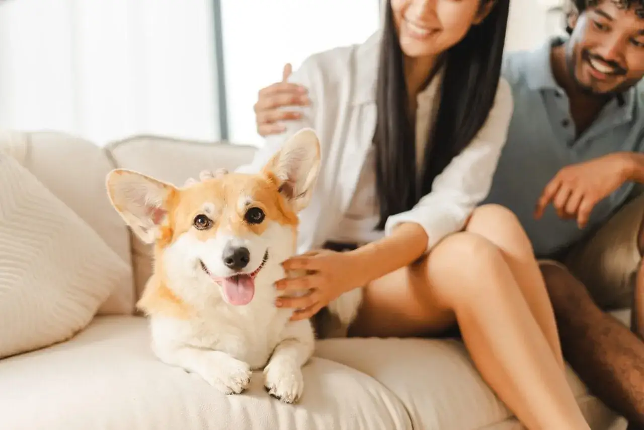 Uśmiechnięty corgi leży na kanapie obok pary. Może to jest jego ulubione miejsce, bo wie, **dlaczego pies kładzie się na moim miejscu** – bo tu jest najwięcej miłości!