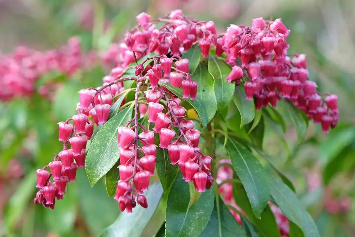 Grappes de clochettes roses vives sur un Pieris japonica, avec des feuilles vertes lustr&eacute;es en arri&egrave;re-plan.