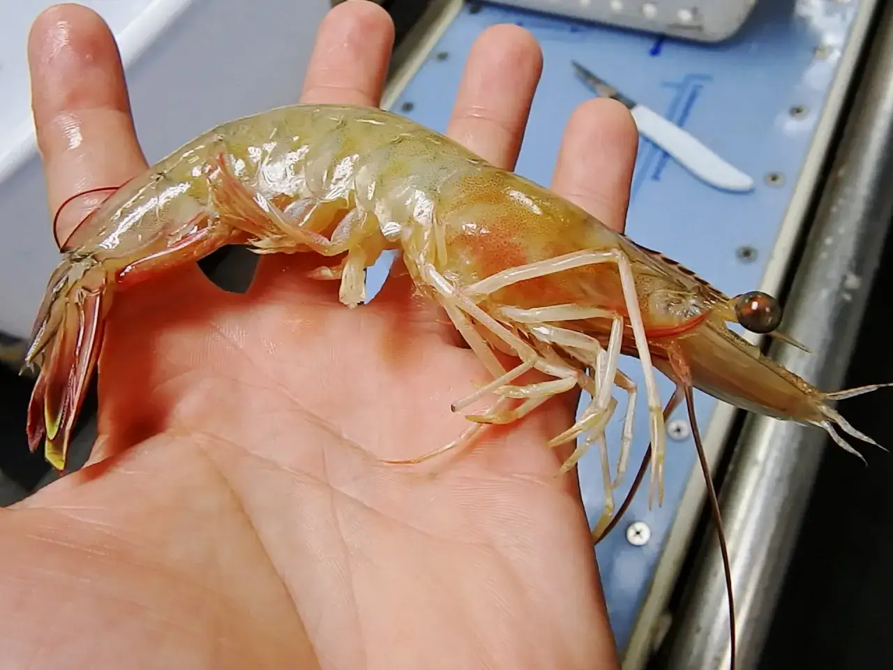 Eine Hand h&auml;lt einen gro&szlig;en, durchscheinenden Garnelenfang aus Norwegen.