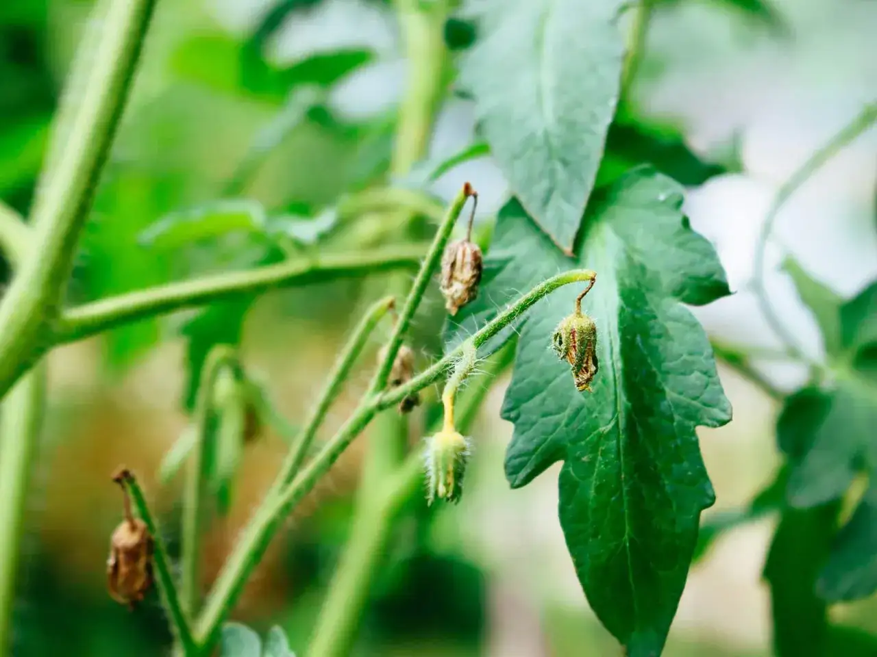 Fleurs de tomate séchées et fanées, un signe que l'on se demande pourquoi les fleurs de tomates tombent.