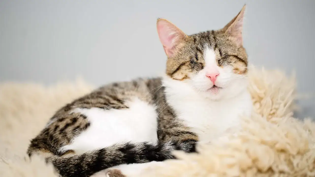 Eine getigerte, blinde Katze mit rosa Nase ruht auf einem flauschigen Teppich.