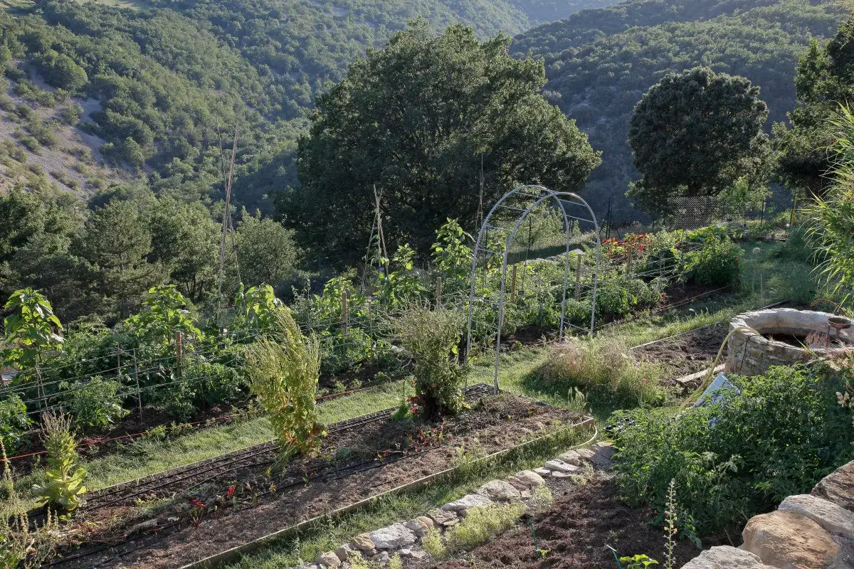 Un potager en pente raide, avec des rangées de légumes et une arche métallique, s'étend sur une colline verdoyante.
