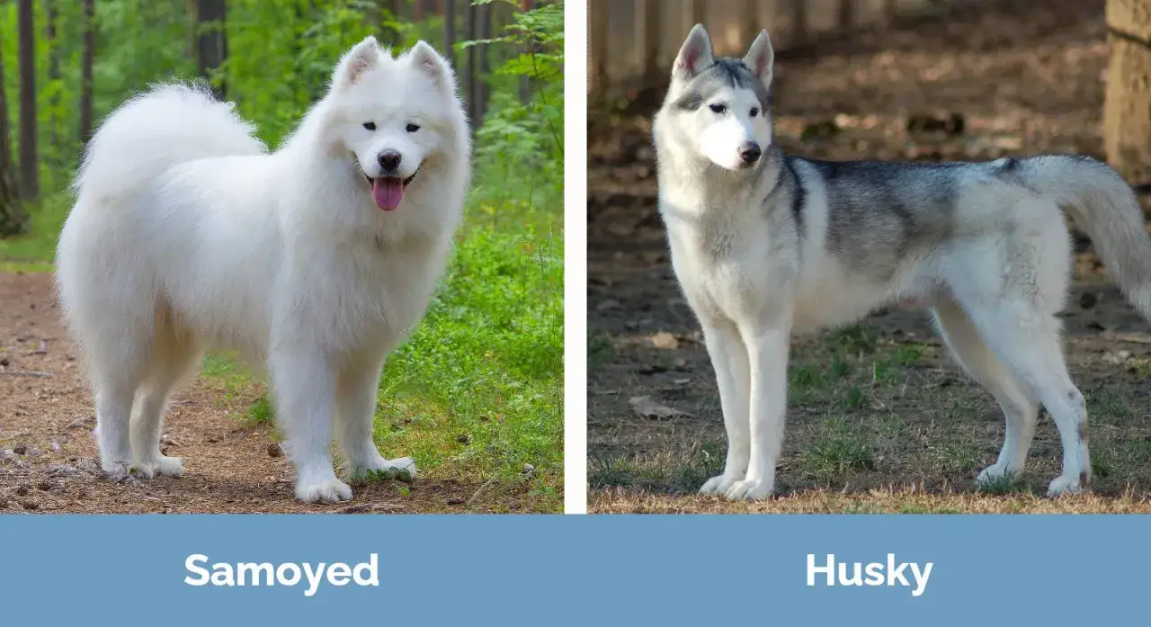 Samoyed wielkość porównana z husky. Biały, puszysty samoyed obok szarego husky.