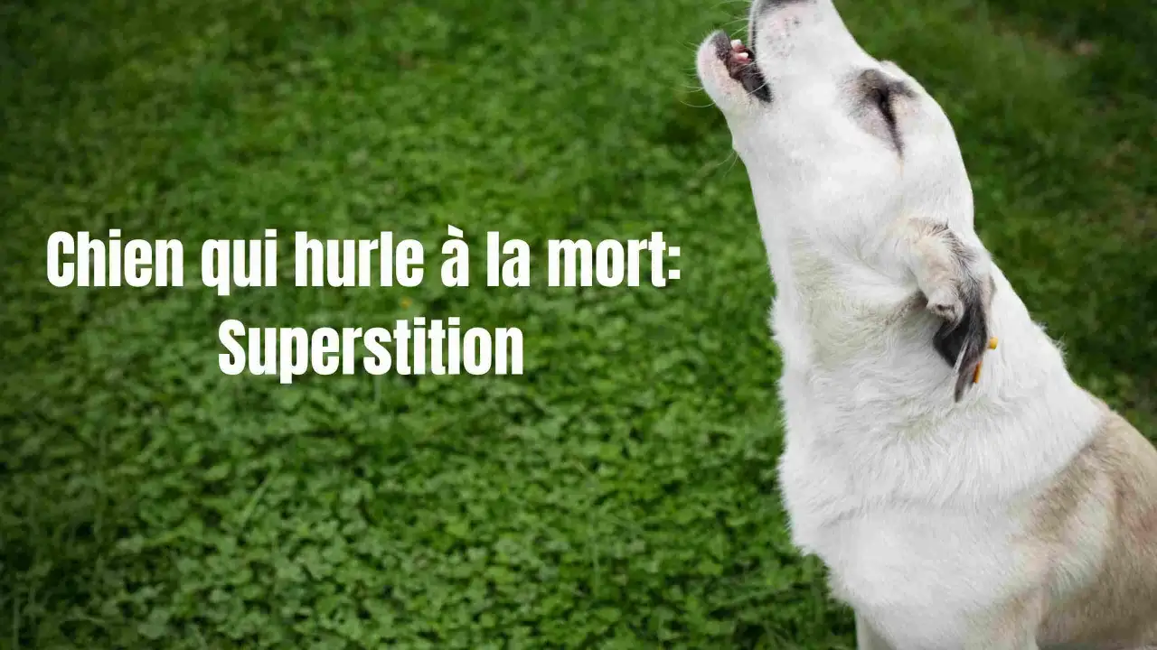 Un chien blanc hurle à la mort, une image qui évoque la superstition et les légendes anciennes.