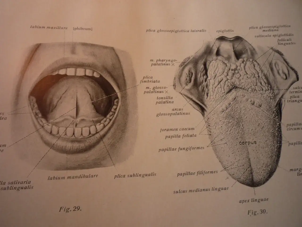 Anatomia jamy ustnej i języka z widocznymi zębami, wargami, nagłośnią i licznymi brodawkami językowymi, w tym kły.