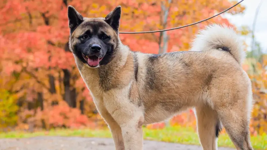 koszty utrzymania psa Akita Inu