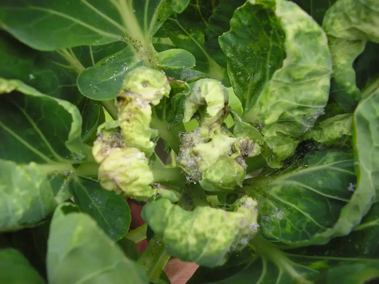 Choux de Bruxelles infest&eacute;s par des pucerons jaunes. Une solution de traitement naturel est n&eacute;cessaire pour sauver ces l&eacute;gumes.