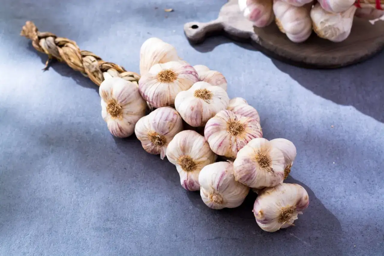 Ein geflochtener Zopf aus frischem Knoblauch, bereit zur Ernte. Die Zöpfe zeigen, wann knoblauch ernten ist, wenn die Blätter trocken sind.