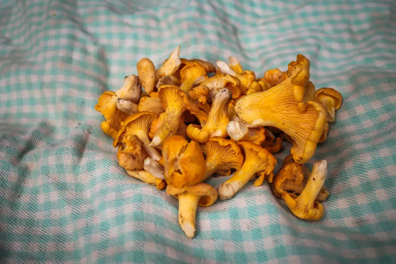 Krajanka kurkowa na kratkowanym materiale. Zastanawiasz się, jak mrozić kurki? Oto świeże grzyby gotowe do zamrożenia.