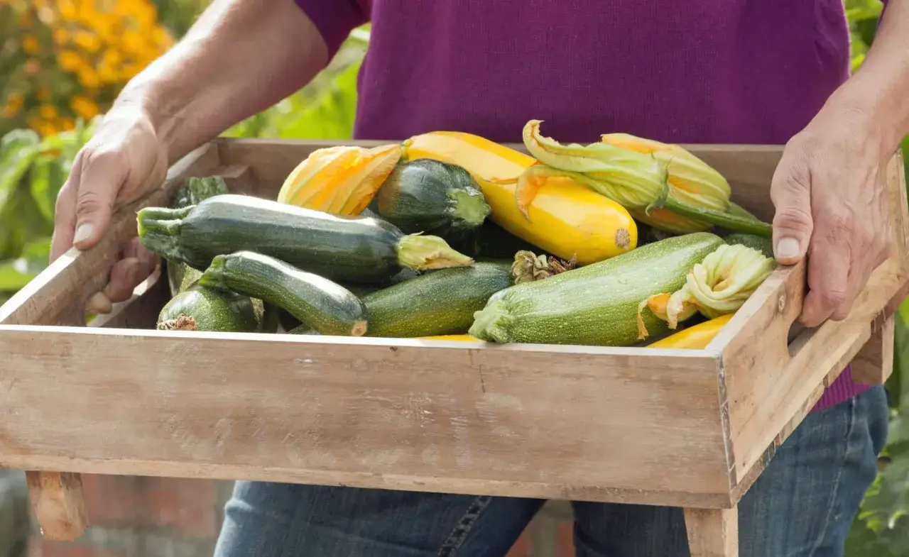 Frische Ernte: Grüne und gelbe Zucchini sowie Blüten in einer Holzkiste. Perfekt, um zu wissen, wann zucchini ernten.