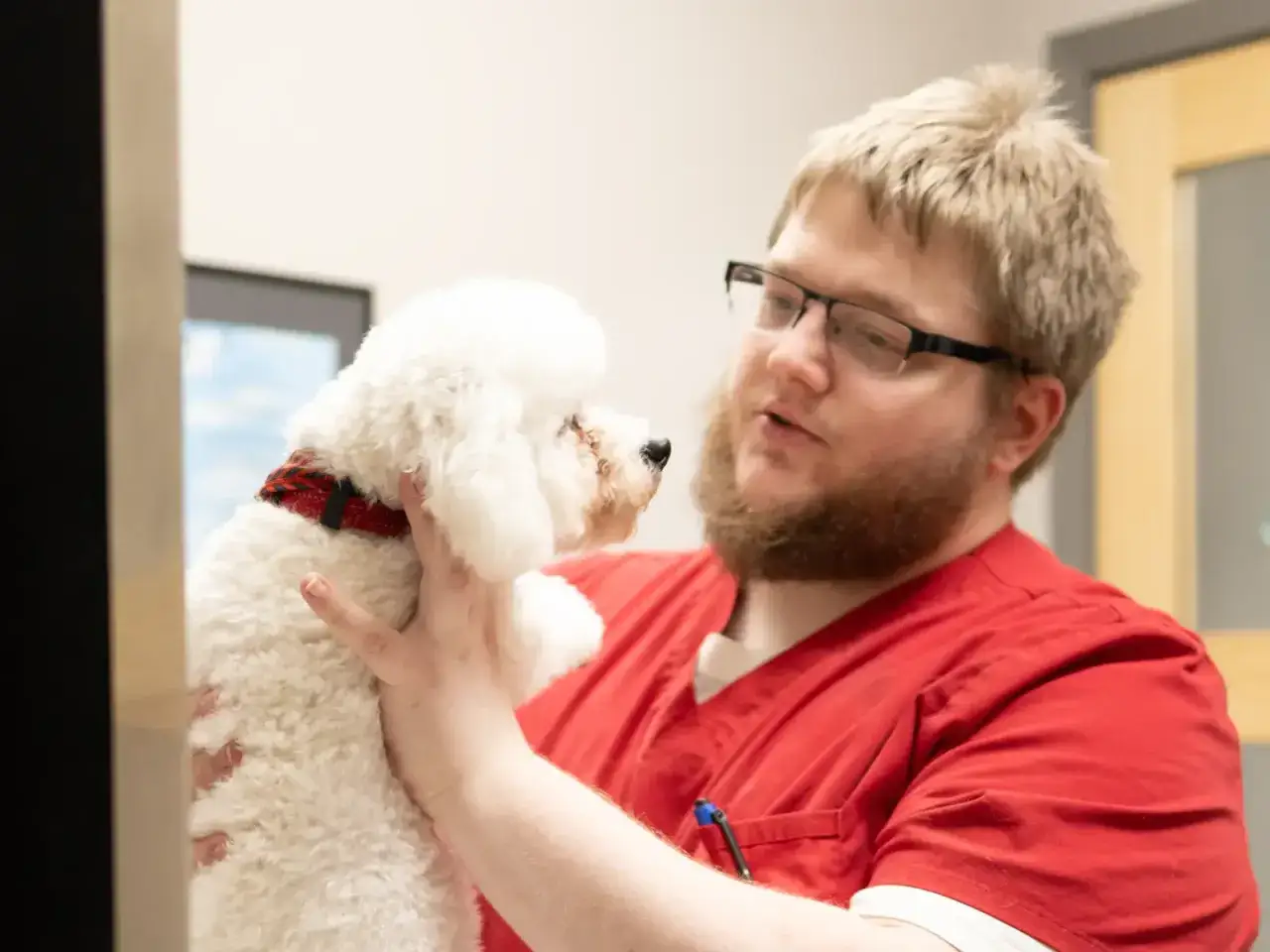 Veterinario con gafas sostiene un caniche blanco, hablando sobre de que suelen morir los caniches.