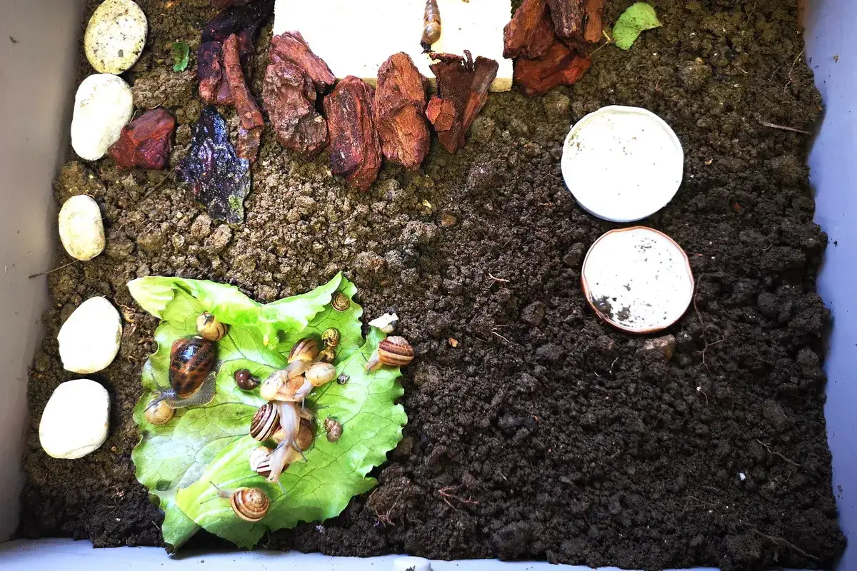 Un piccolo ecosistema per allevare lumache in casa. Diverse lumache si muovono su una foglia di lattuga, circondate da terra, pietre e pezzi di corteccia.