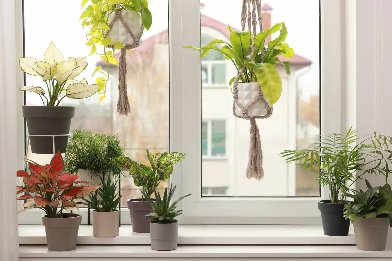 Grünes Paradies auf einem Fenster ohne Gardinen: Verschiedene Zimmerpflanzen in Töpfen und Makramee-Aufhängungen schmücken das Fensterbrett und den Ausblick.