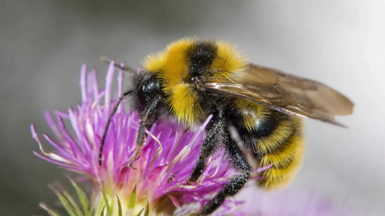 Eine pelzige schwarze Biene mit gelben Streifen sammelt Nektar auf einer lila Bl&uuml;te.