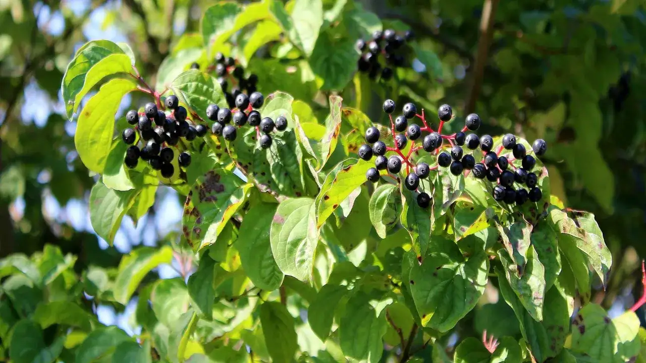 Dunkle Beeren am Strauch. Holunder im Garten: Nachteile wie Ausbreitung und giftige Beeren sind zu bedenken.