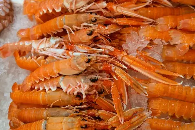 scampi freschi sul ghiaccio