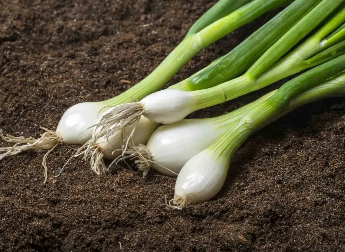 Jeunes oignons avec leurs racines, prêts pour la plantation. Le temps de levée des semis d'oignons est arrivé.
