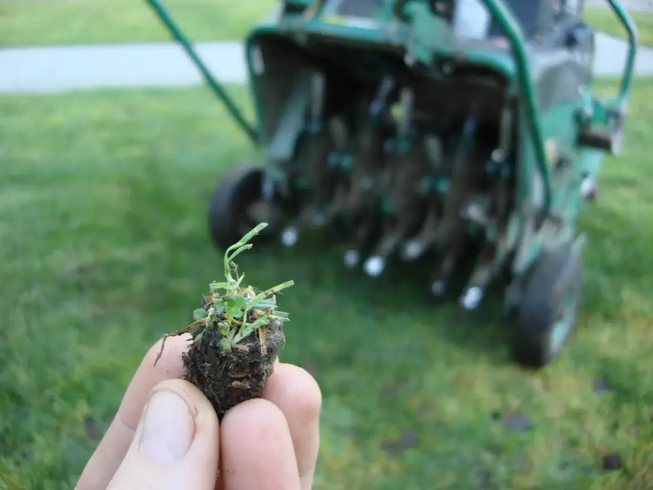 A hand holds a clump of soil and grass, with a lawn aerator in the background. This is part of the process of letting grass go to seed.