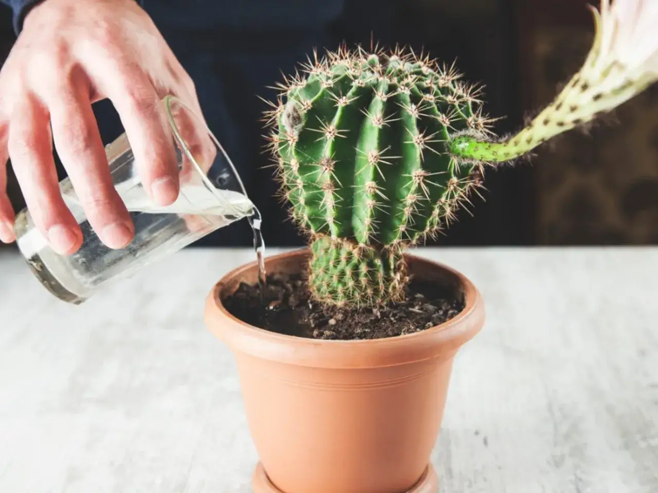 Persona riega un cactus en maceta, mostrando cómo cada cuanto se riega un cactus para su cuidado.