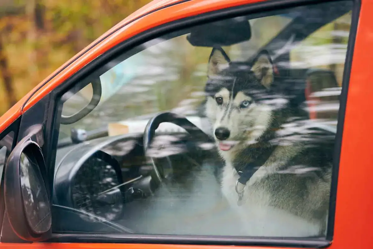 Husky z różnymi kolorami oczu siedzi za kierownicą, gotowy do jazdy. Bezpieczeństwo zapewniają pasy dla psa do auta.