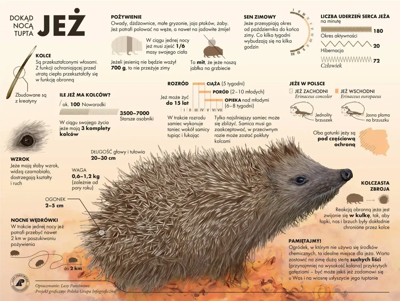 Ciekawostki o jeżu: kolce, dieta, sen zimowy, rozmnażanie, długość życia, waga, wzrok, gatunki w Polsce i jak mu pom&oacute;c.