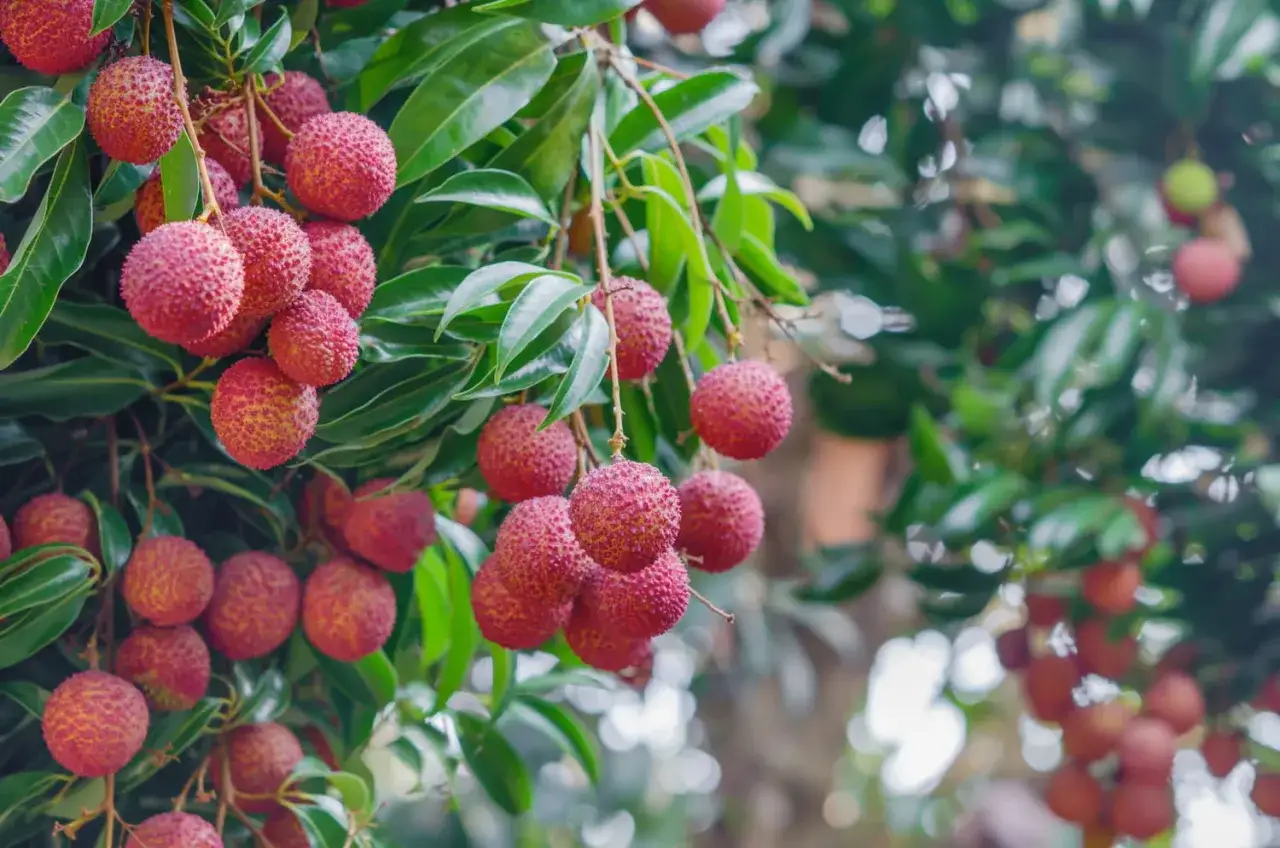 Grappes de fruits rouges et texturés pendent d'un arbre à litchi, leurs feuilles vertes luxuriantes créant un arrière-plan naturel.