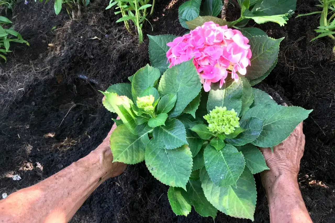 Hände pflanzen eine rosa Hortensie. Der richtige hortensien pflanzen abstand ist wichtig für gesundes Wachstum.