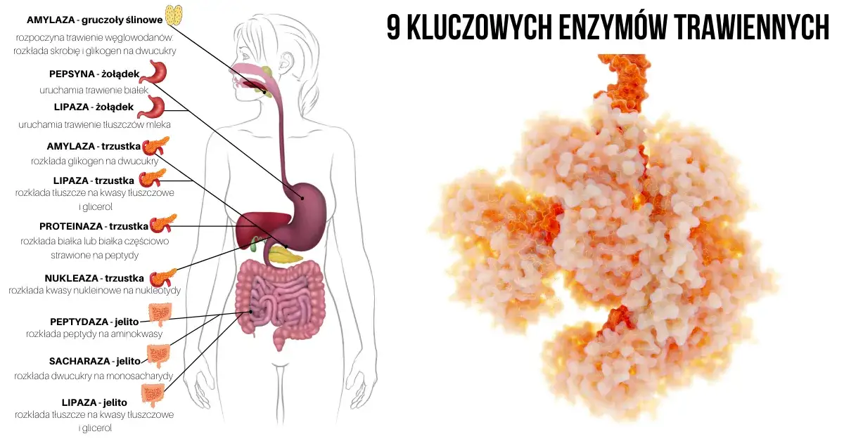 objawy niedoboru enzymów trawiennych grafika