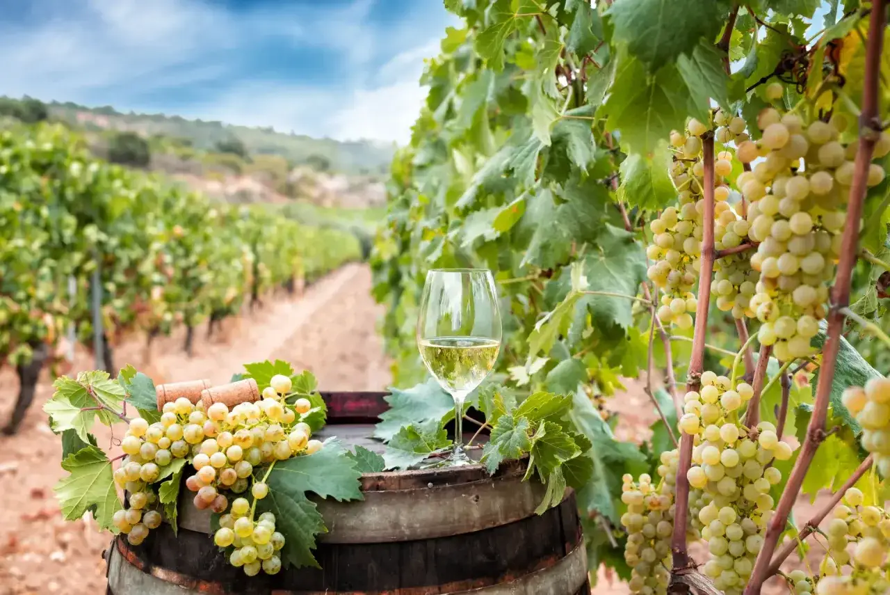 Un bicchiere di vino bianco su una botte in un vigneto, con grappoli d'uva e sugheri. Le caratteristiche del vermentino si percepiscono in questo scenario.
