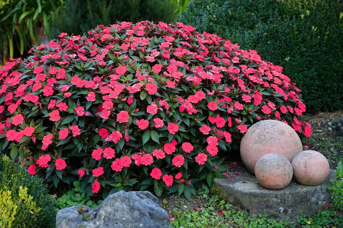 A lush bush of pink impatiens flowers, thriving with proper impatiens care, sits beside decorative garden spheres.