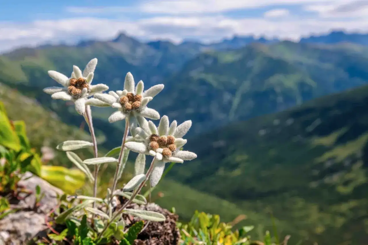 Tre fiori di Leontopodium alpinum, simbolo delle Alpi, su uno sfondo di montagne verdi e cielo azzurro.