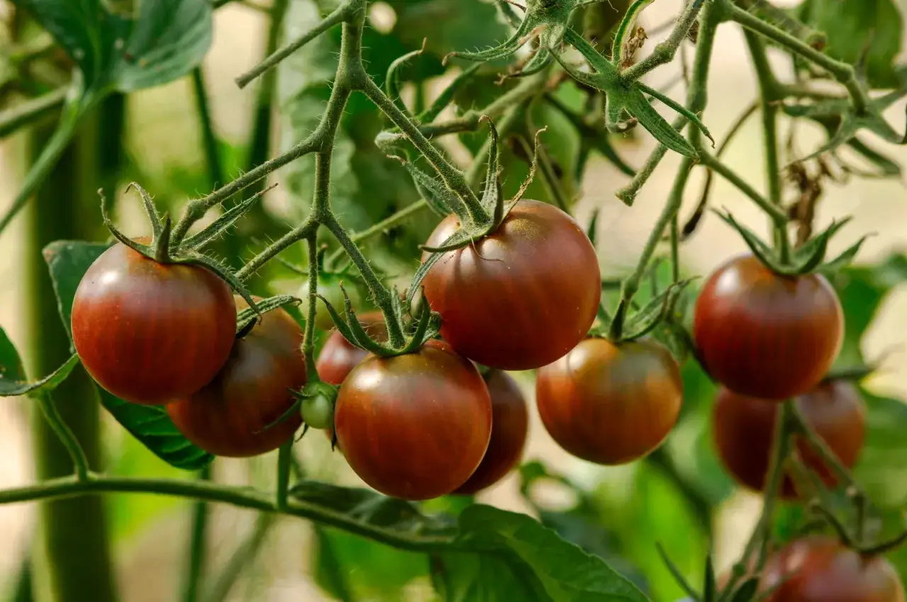Grappe de tomates black cherry m&ucirc;res, d'un rouge profond et vein&eacute;, pendant sur leur tige verte.