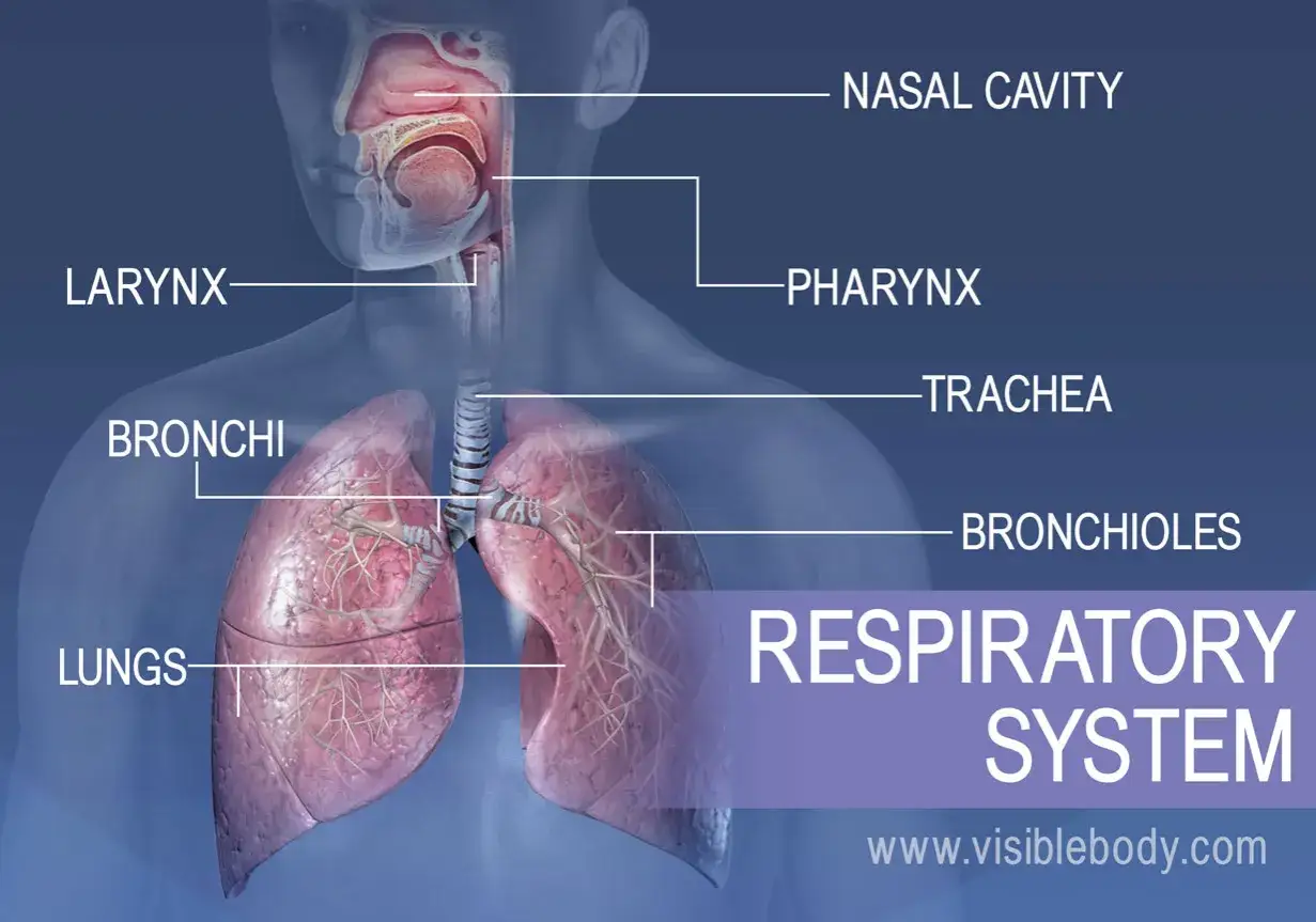Anatomia układu oddechowego: jama nosowa, gardło, krtań, tchawica, oskrzela, oskrzeliki i płuca.