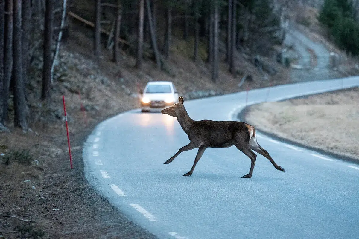 Ein Reh überquert eine kurvige Straße, während ein Auto mit eingeschalteten Scheinwerfern näher kommt. Achtung auf Wildwechsel!