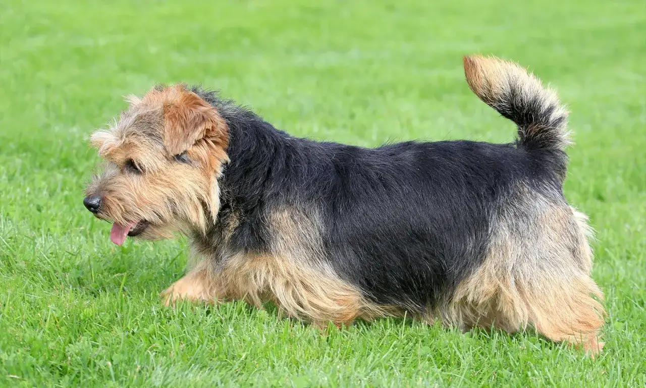 Rudy norfolk terrier z czarnym grzbietem i rudymi łapami biegnie po zielonej trawie, z językiem na wierzchu.