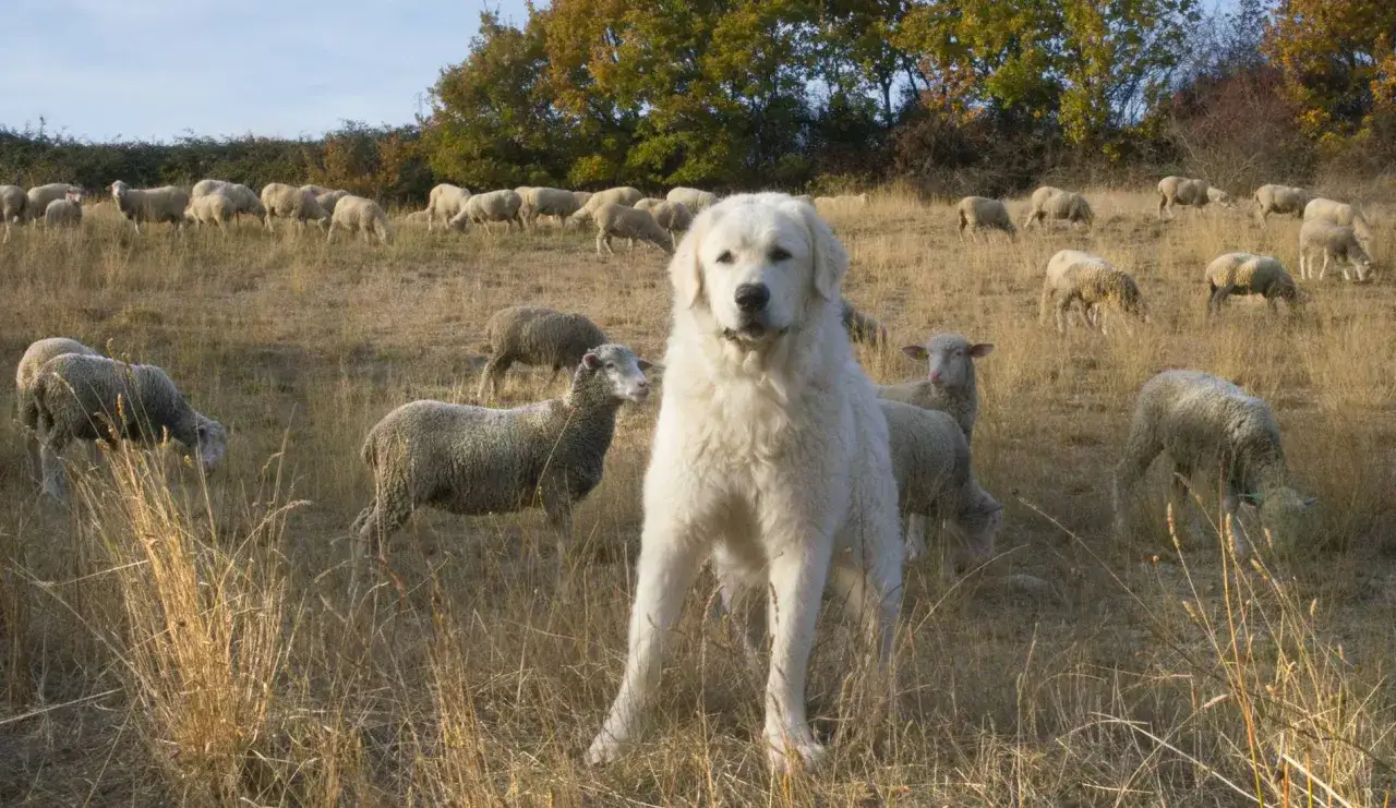 Ein wei&szlig;er Kangal-Hund steht wachsam inmitten einer Schafherde auf einer trockenen Wiese. Er wirkt nicht aggressiv, sondern besch&uuml;tzend.